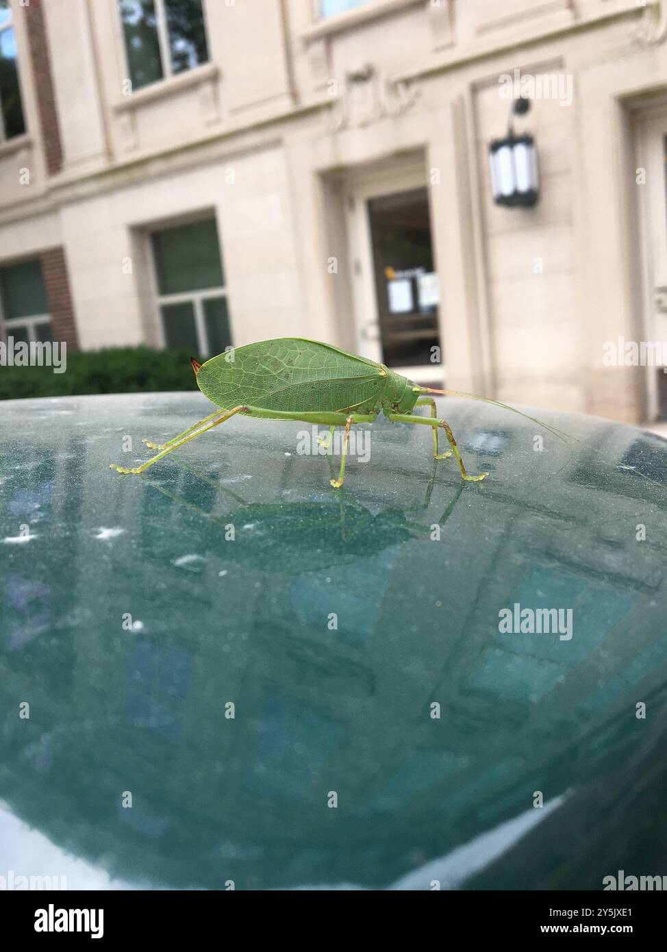 Elli Insect Common True Katydid (Pterophylla camellifolia) Insecta Stock Photo - Alamy