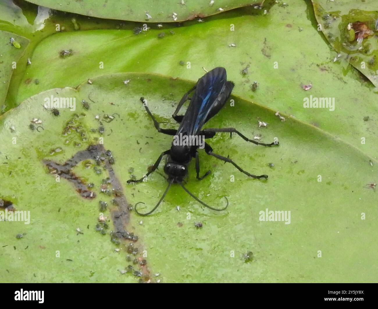 Blue-black Spider Wasps (Anoplius) Insecta Stock Photo - Alamy