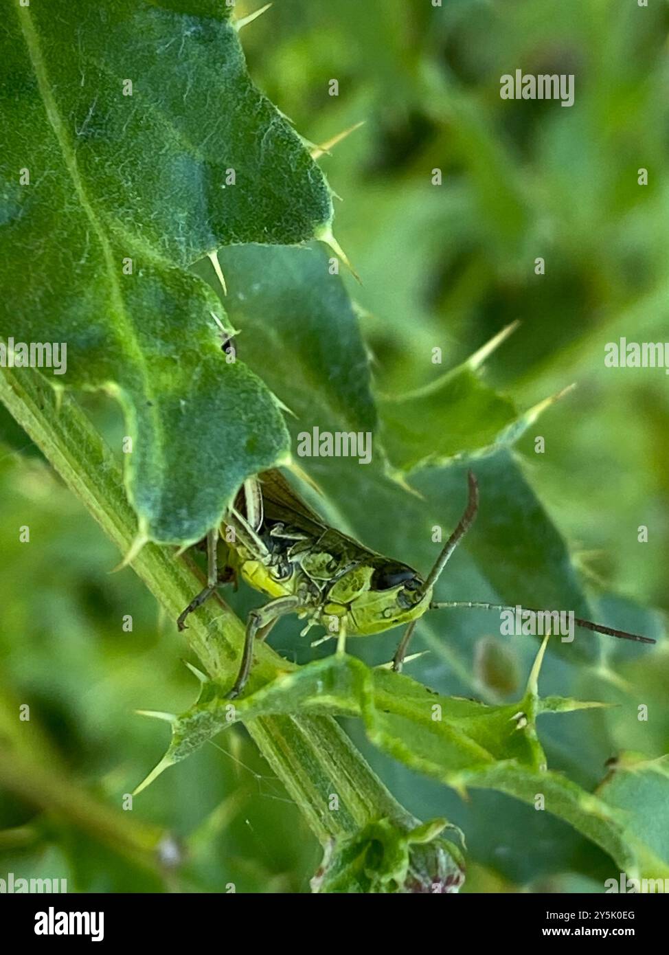 Meadow Grasshopper (Pseudochorthippus parallelus) Insecta Stock Photo ...
