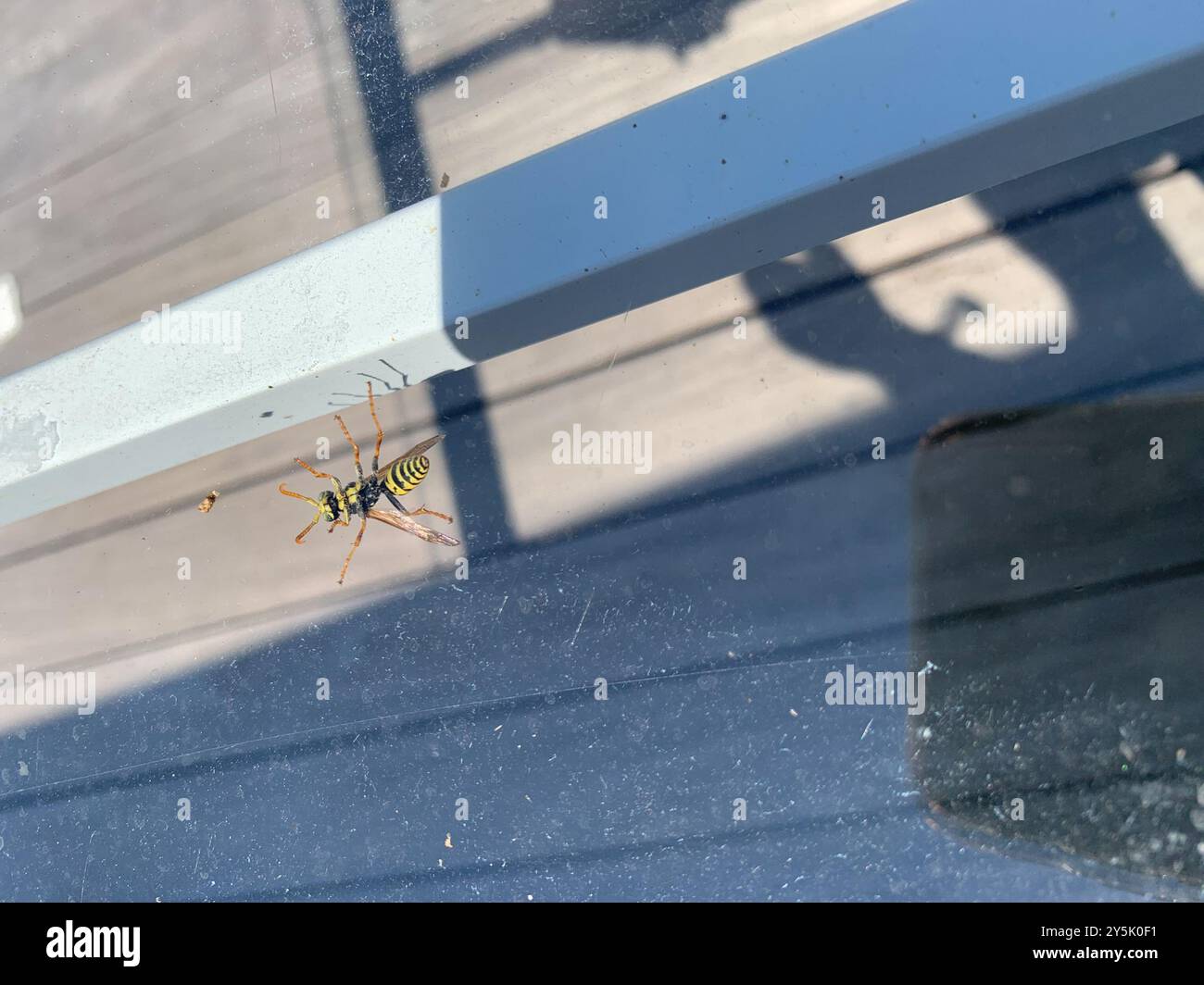 Hornets, Paper Wasps, Potter Wasps, and Allies (Vespidae) Insecta Stock ...