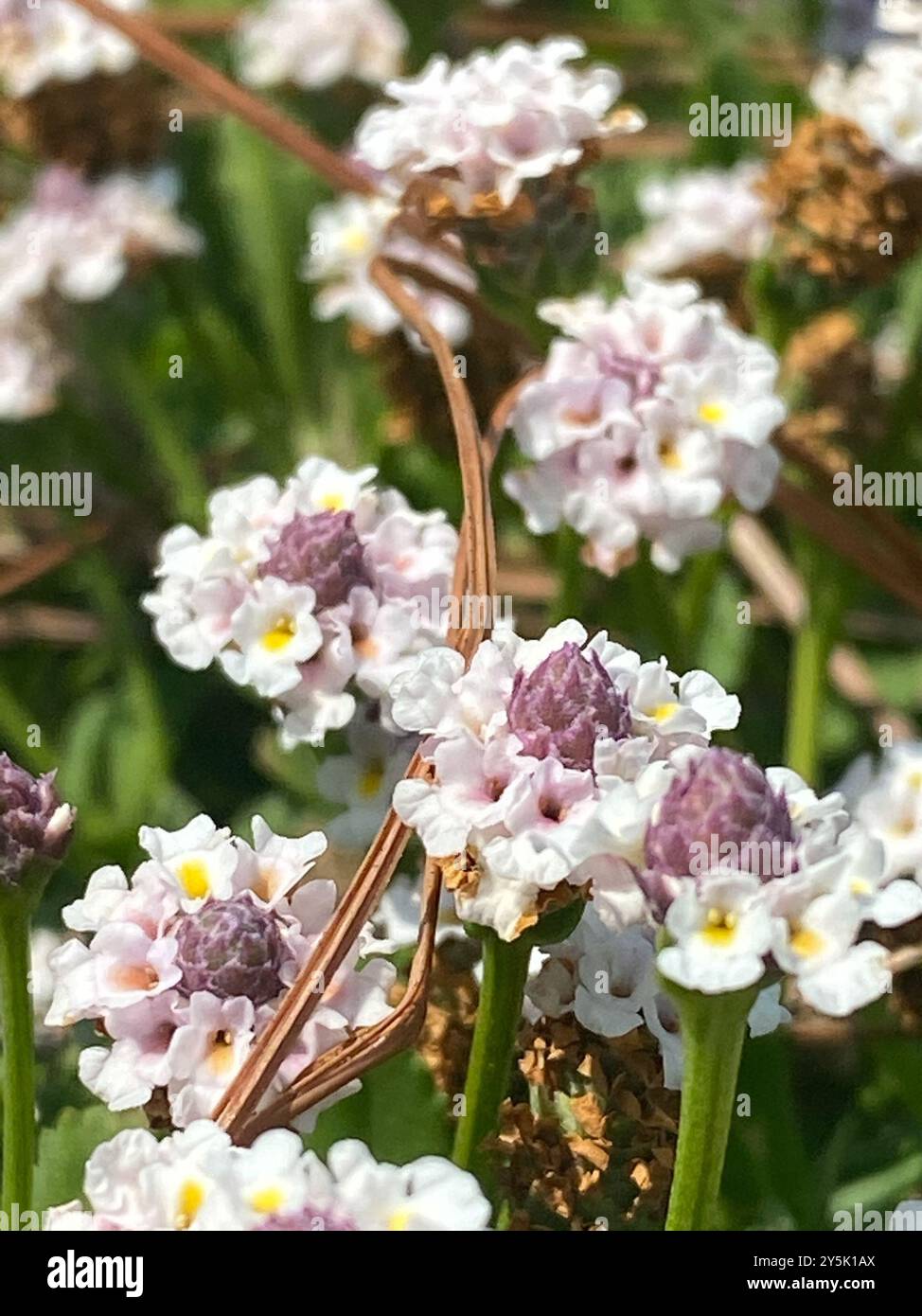 turkey tangle frogfruit (Phyla nodiflora) Plantae Stock Photo - Alamy