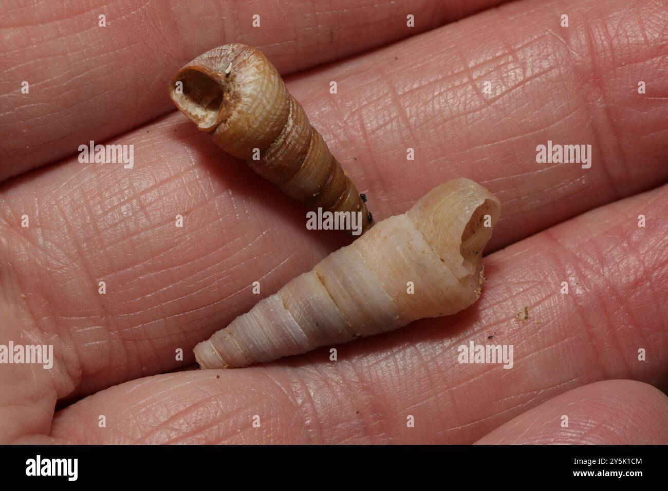 Common Tower Shell (Turritellinella tricarinata) Mollusca Stock Photo ...