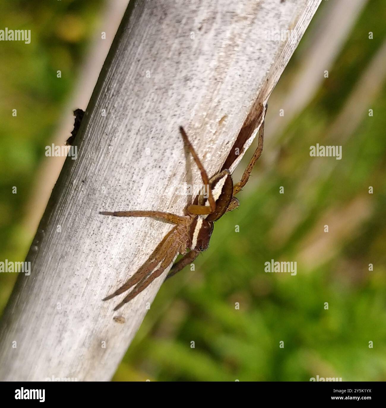 Grey Raft Spiders Raft Spider (Dolomedes fimbriatus) Arachnida Stock Photo - Alamy