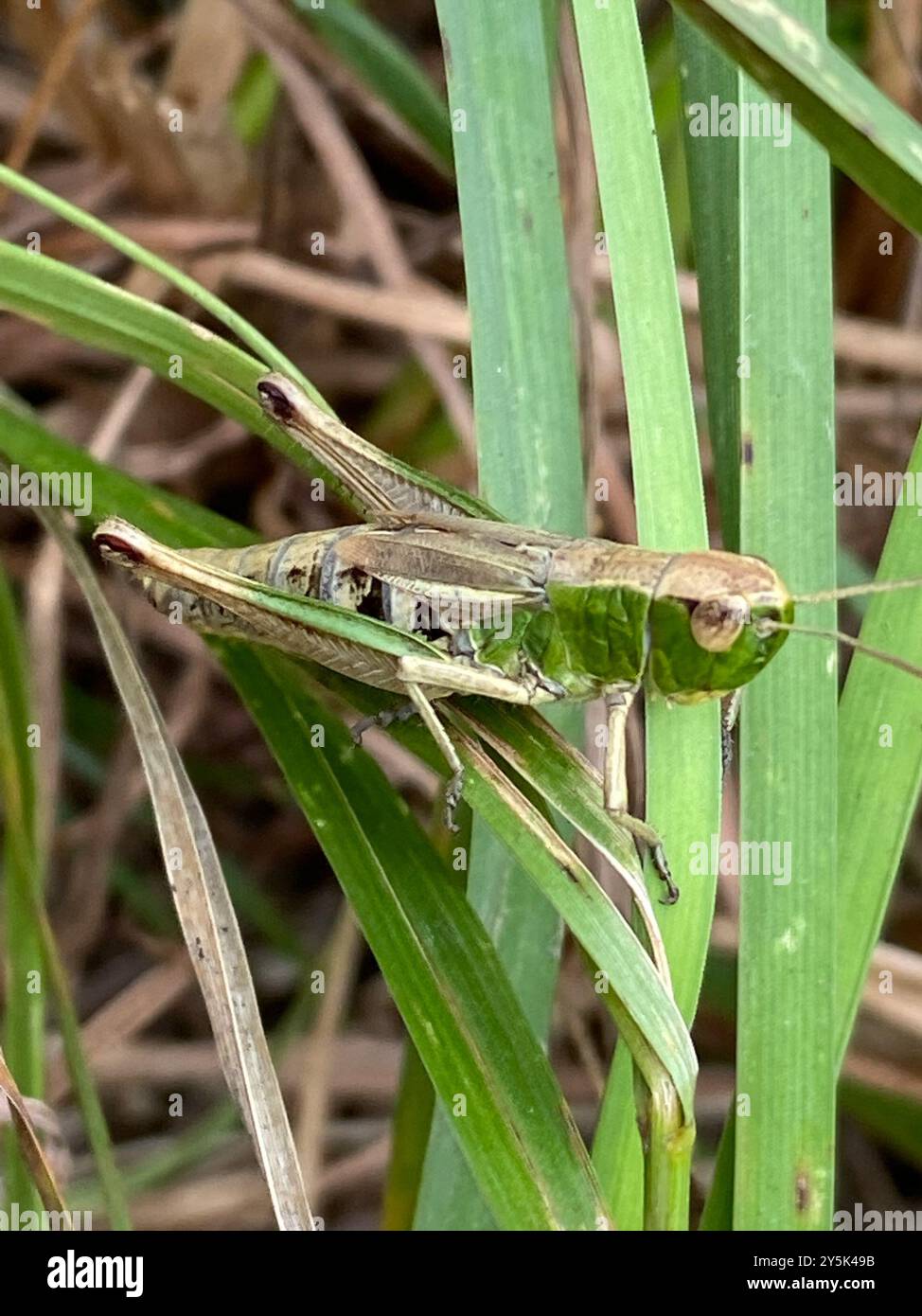 Meadow Grasshopper (Pseudochorthippus parallelus) Insecta Stock Photo ...