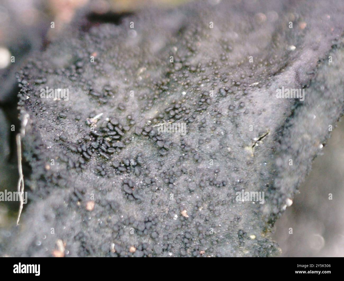 Flaking Tarpaper Lichen (Collema flaccidum) Fungi Stock Photo - Alamy
