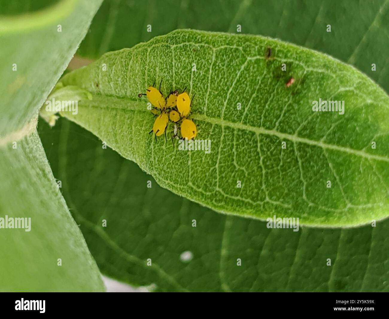 Oleander Insect Oleander Aphid (Aphis nerii) Insecta Stock Photo - Alamy
