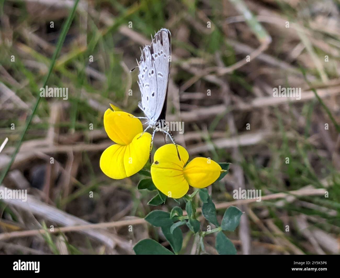 Eastern Tailed-Blue (Cupido comyntas) Insecta Stock Photo - Alamy