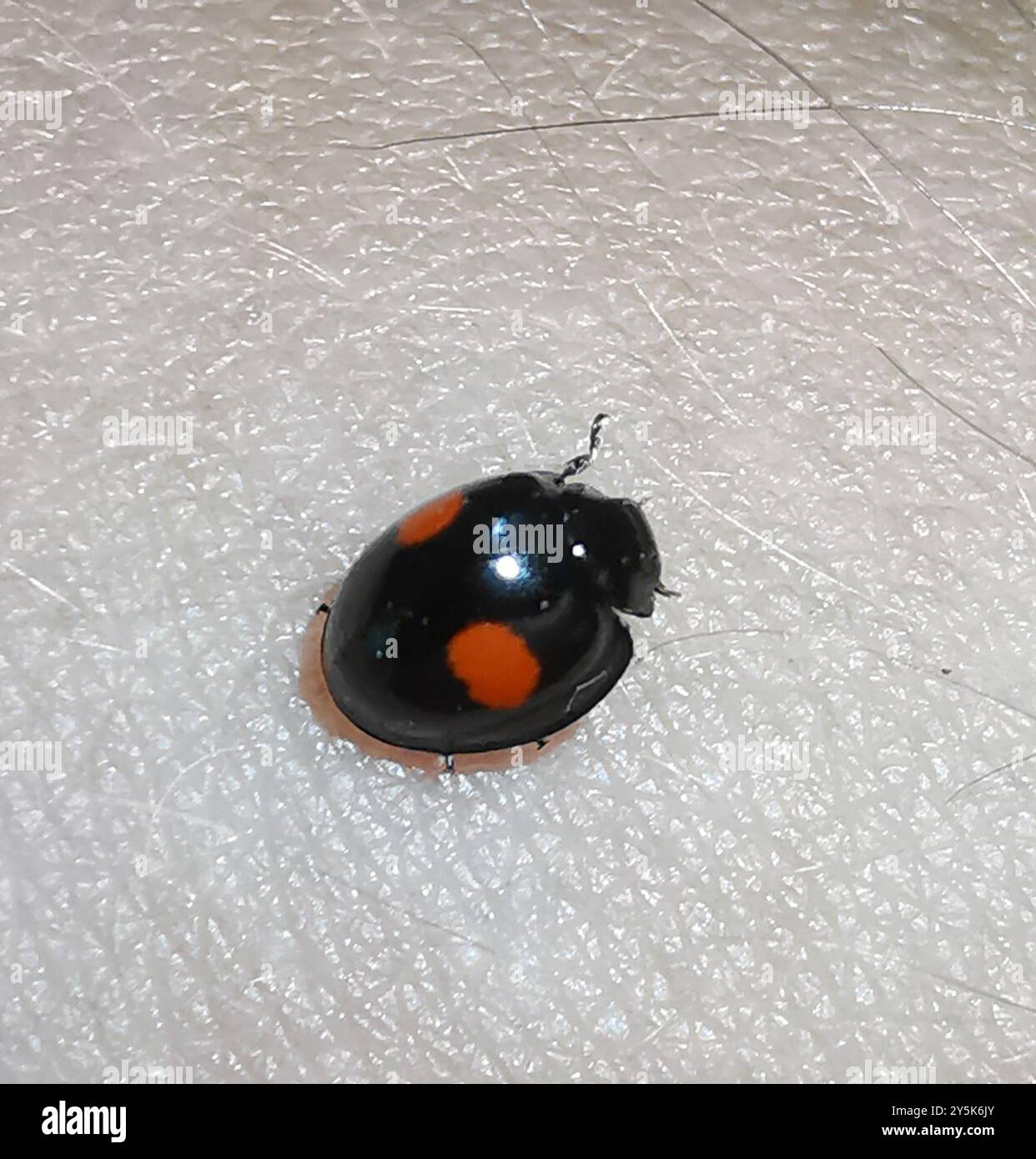 Kidney Insect Kidney spot ladybird hi-res stock photography and images - Alamy