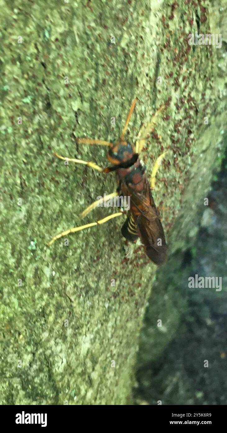 Pigeon Horntail (Tremex columba) Insecta Stock Photo - Alamy