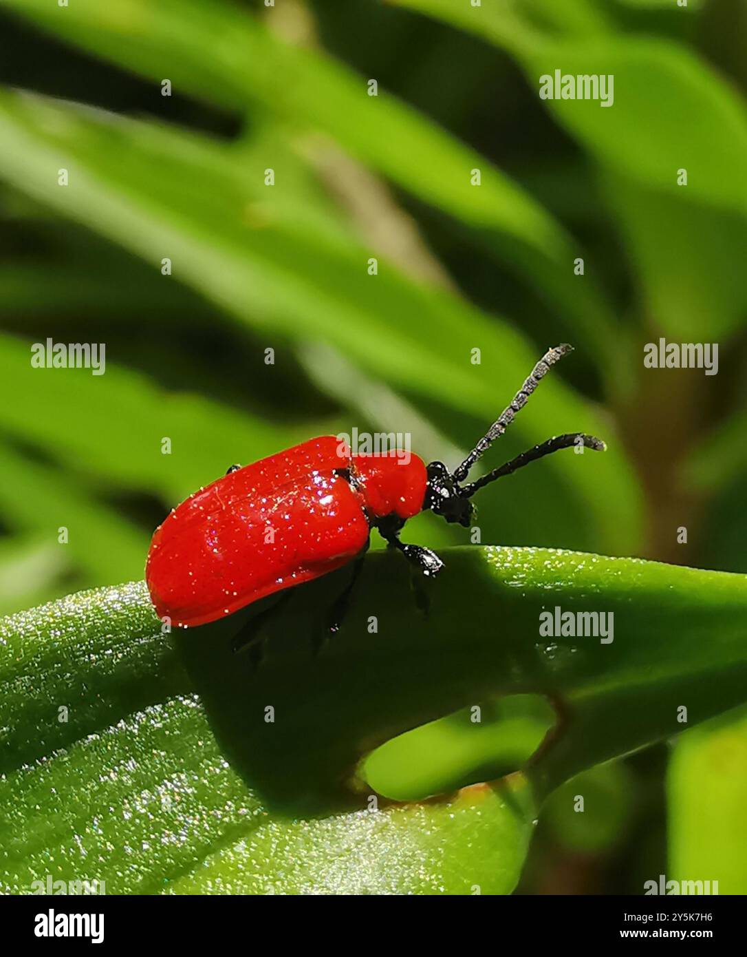 Lily Leaf Beetle (Lilioceris lilii) Insecta Stock Photo - Alamy
