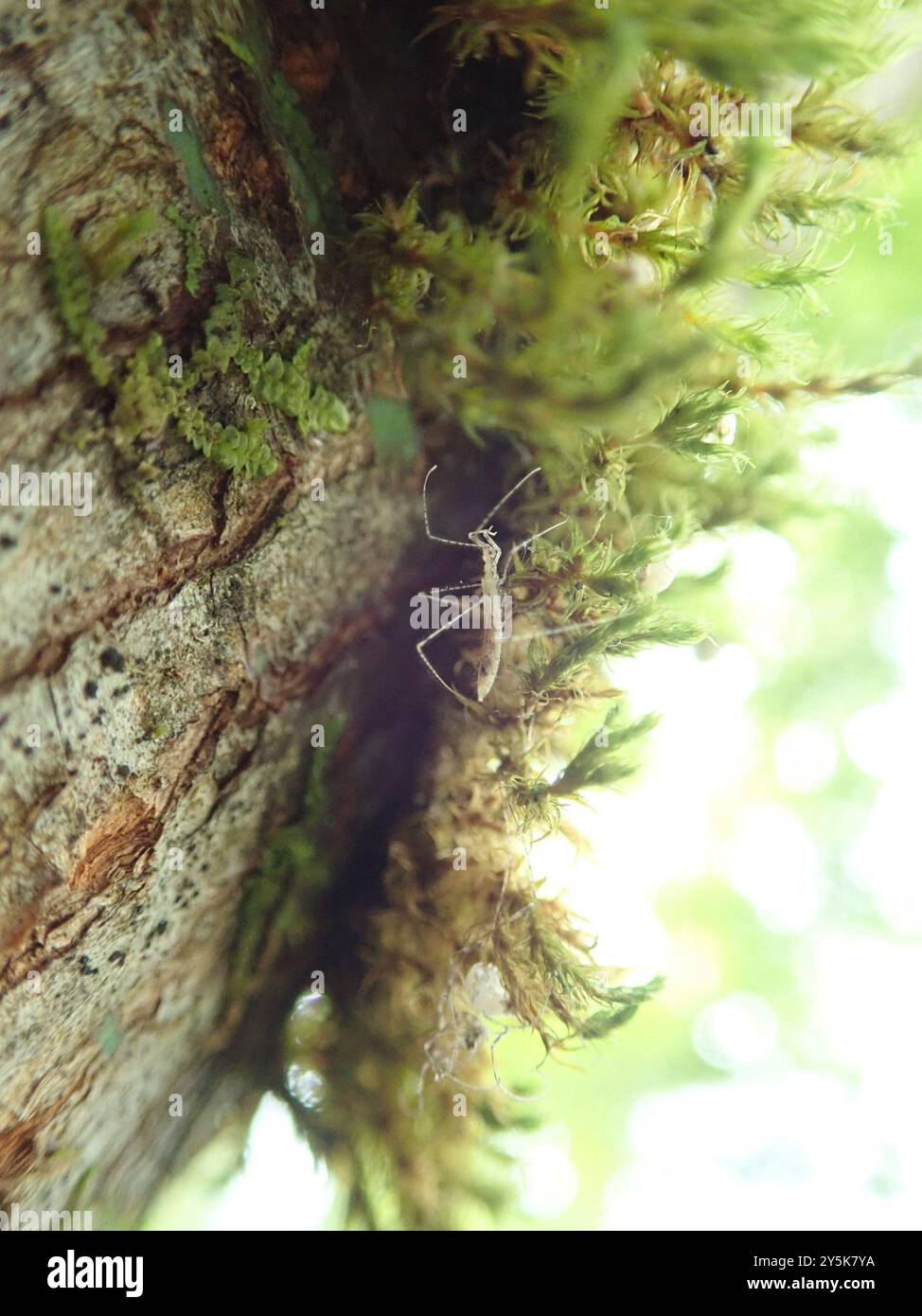 Thread legged bugs hi-res stock photography and images - Alamy