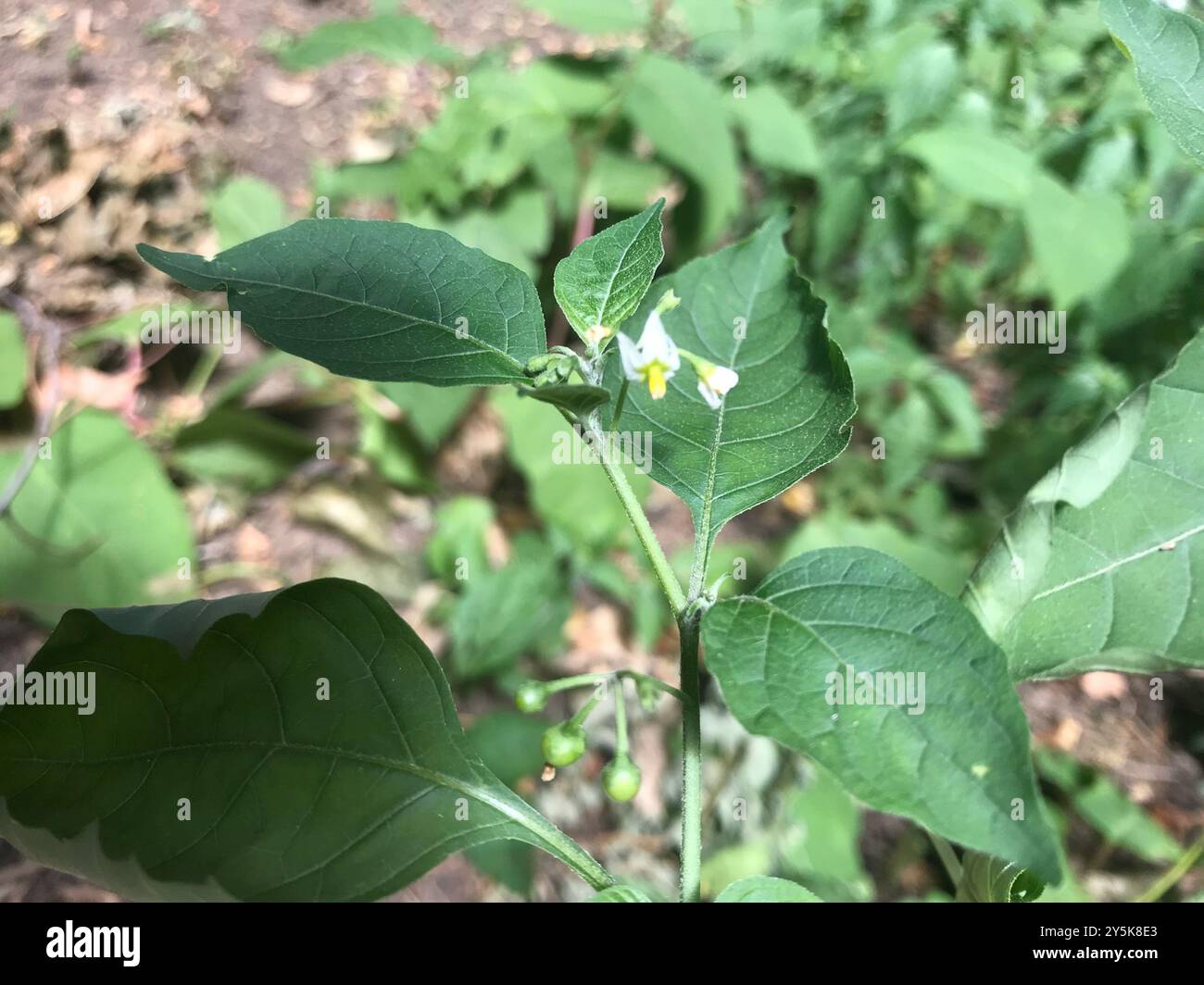 eastern black nightshade (Solanum emulans) Plantae Stock Photo - Alamy