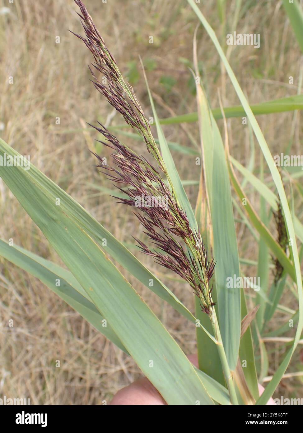 common reed (Phragmites australis) Plantae Stock Photo - Alamy
