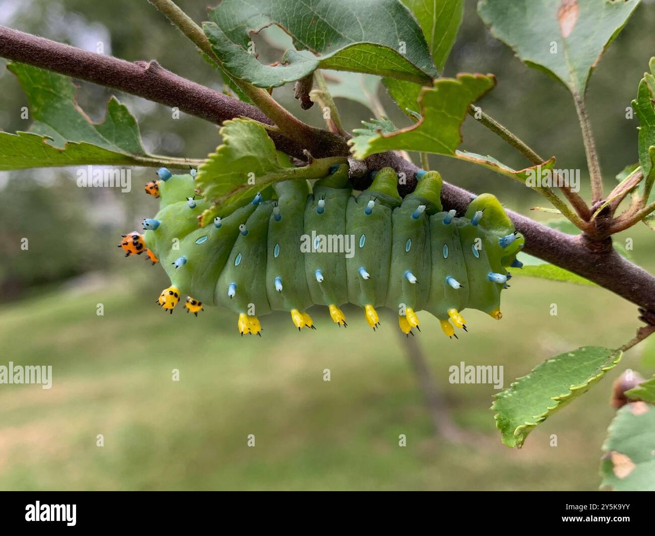 Cecropia Moth (Hyalophora cecropia) Insecta Stock Photo - Alamy