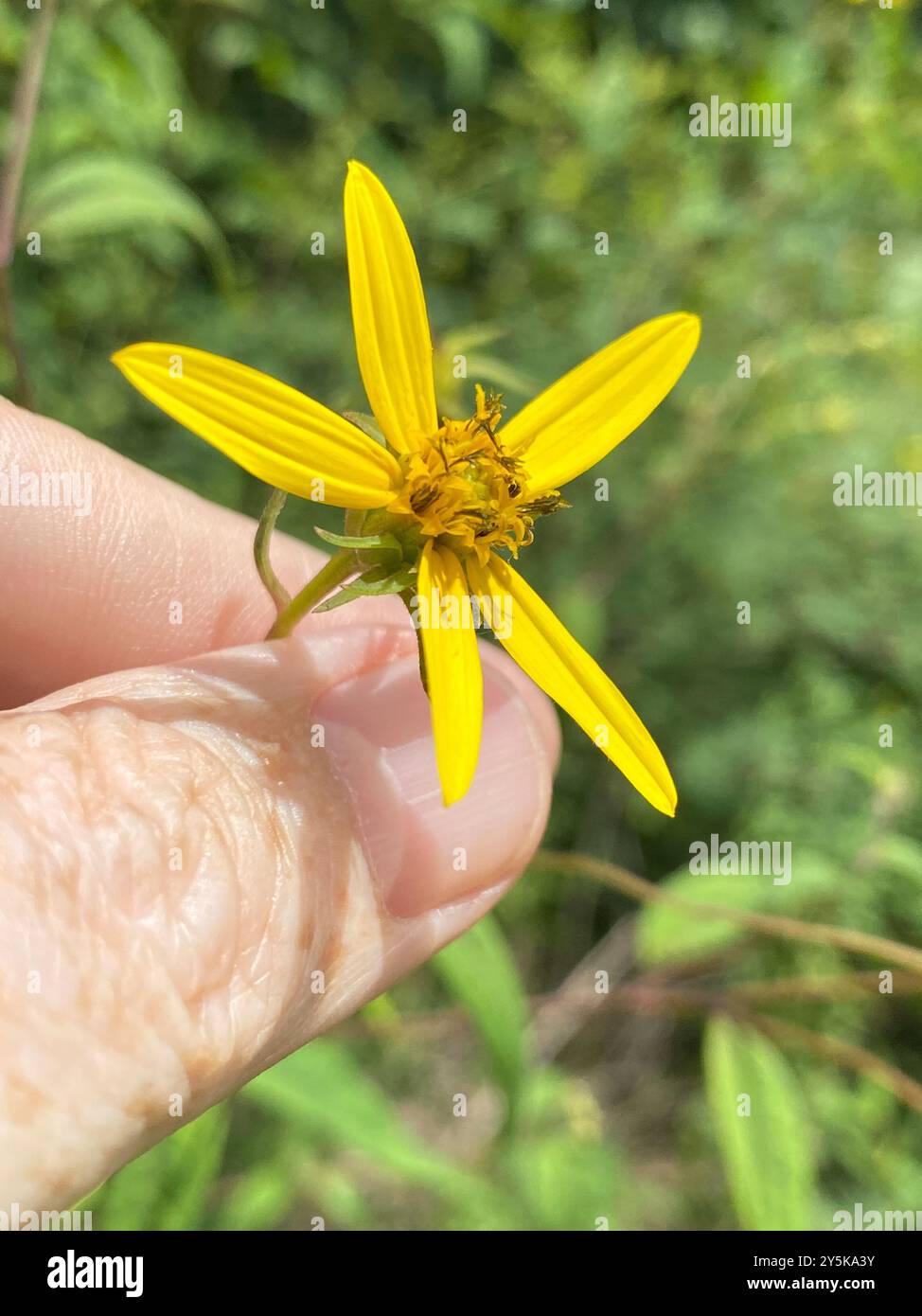 Small Woodland Sunflower (Helianthus microcephalus) Plantae Stock Photo ...