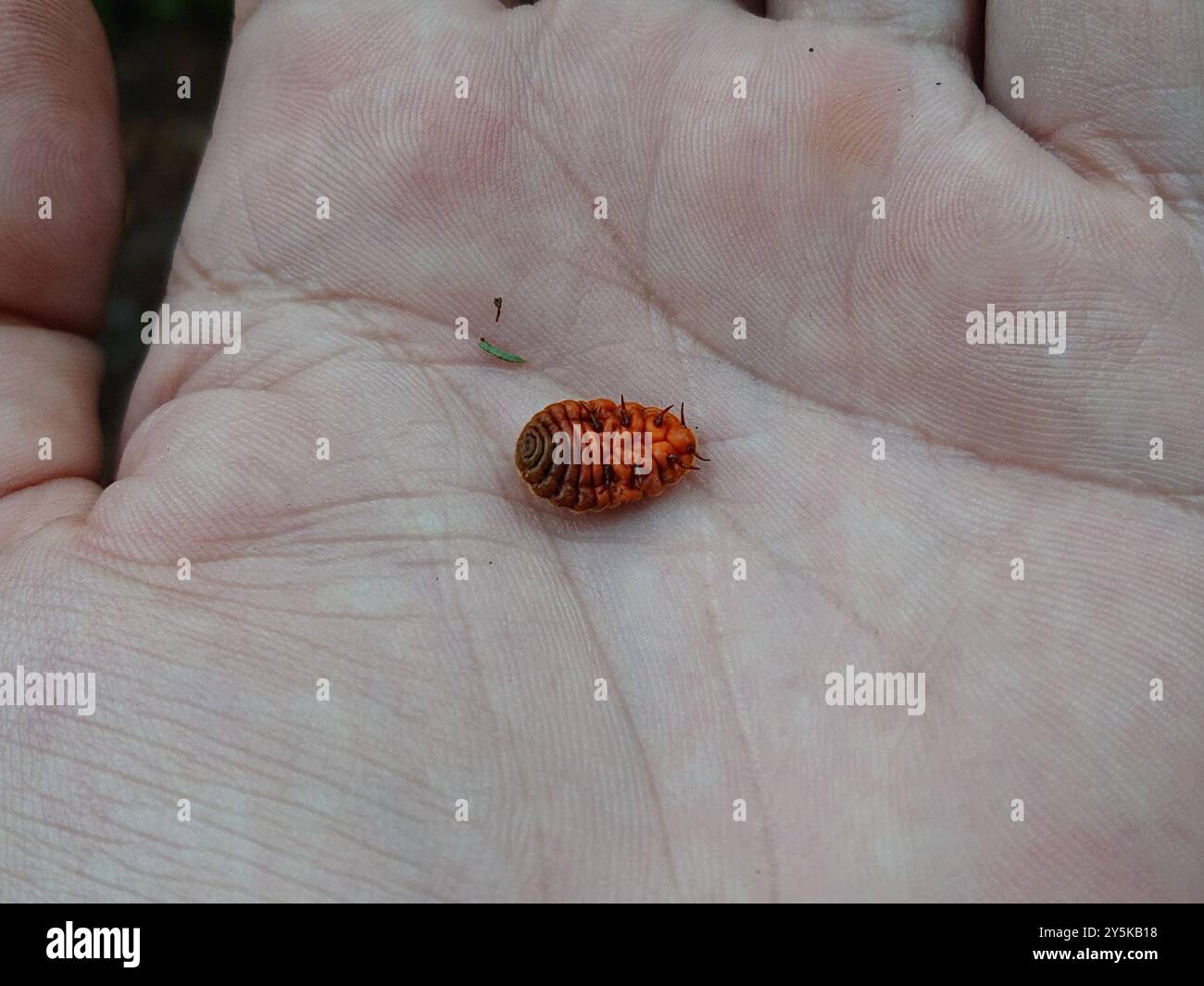Giant Scale Insects (Monophlebidae) Insecta Stock Photo - Alamy
