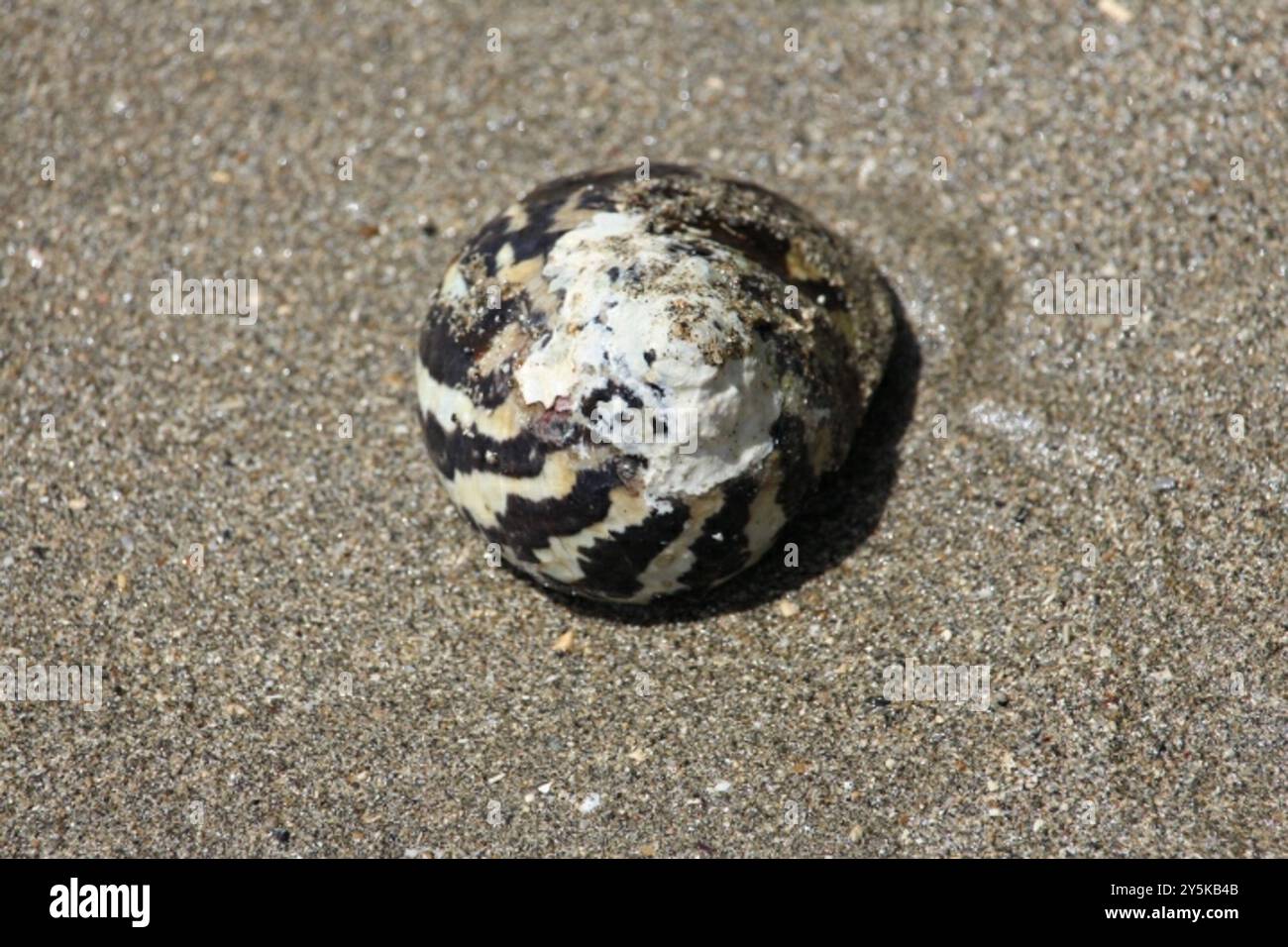 West indian top shell hi-res stock photography and images - Alamy