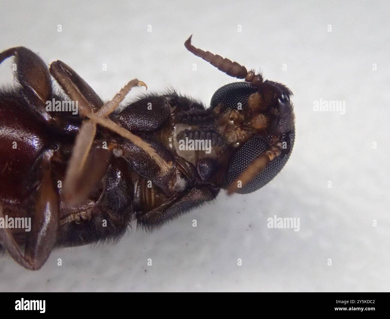Timbu Insect Ship-timber Beetles (Atractocerus) Insecta Stock Photo - Alamy
