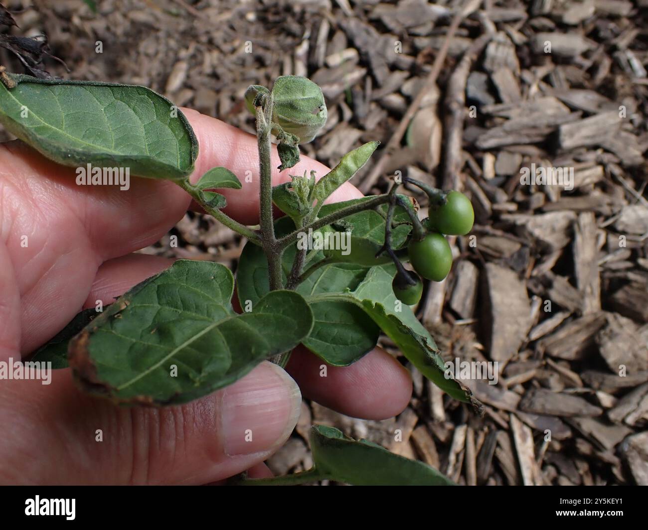 black nightshade (Solanum nigrum) Plantae Stock Photo - Alamy