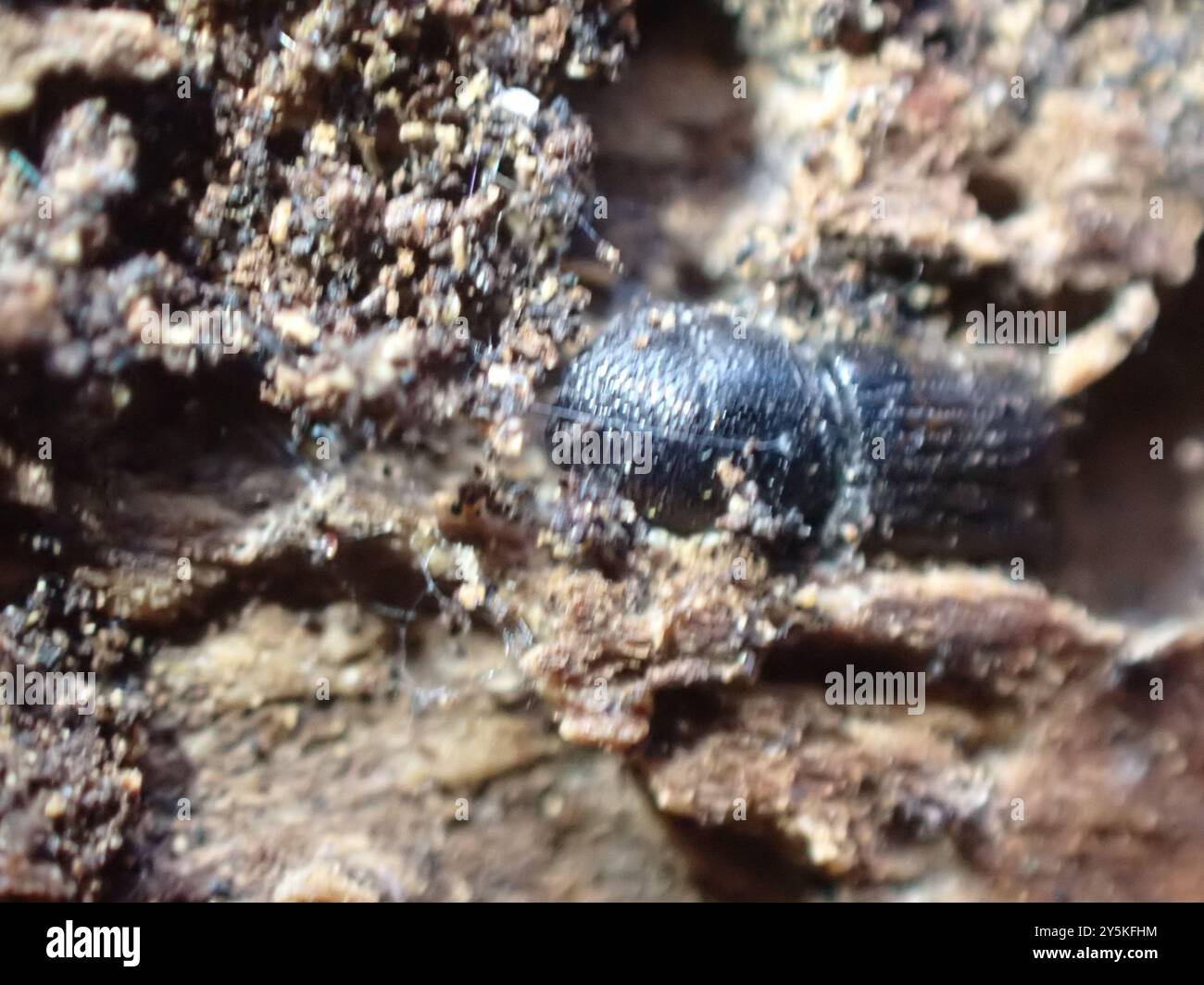 Ips Insect Engraver Beetles (Ips) Insecta Stock Photo - Alamy