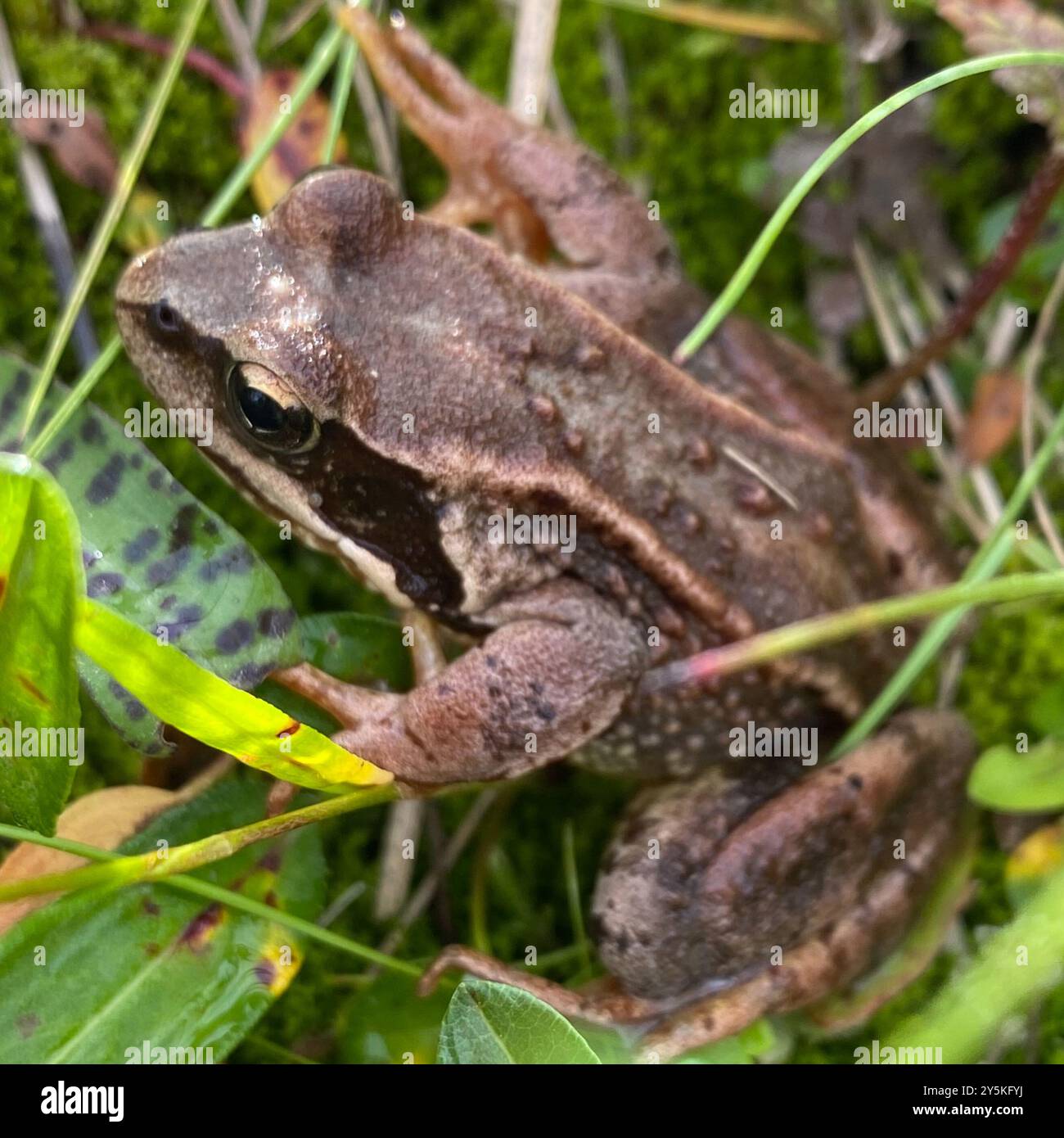 European Common Frog (Rana temporaria) Amphibia Stock Photo - Alamy