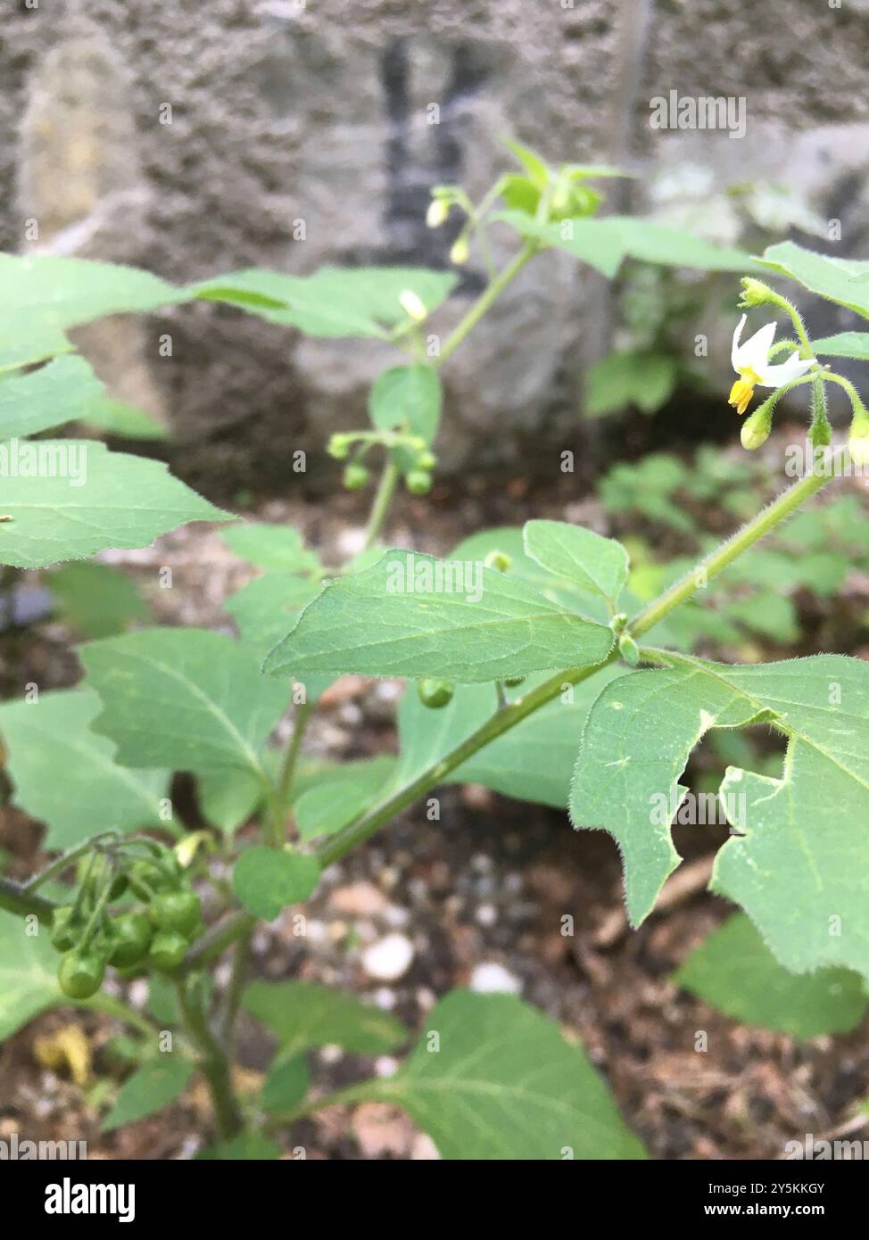 Hairy black nightshade (Solanum nigrum schultesii) Plantae Stock Photo ...
