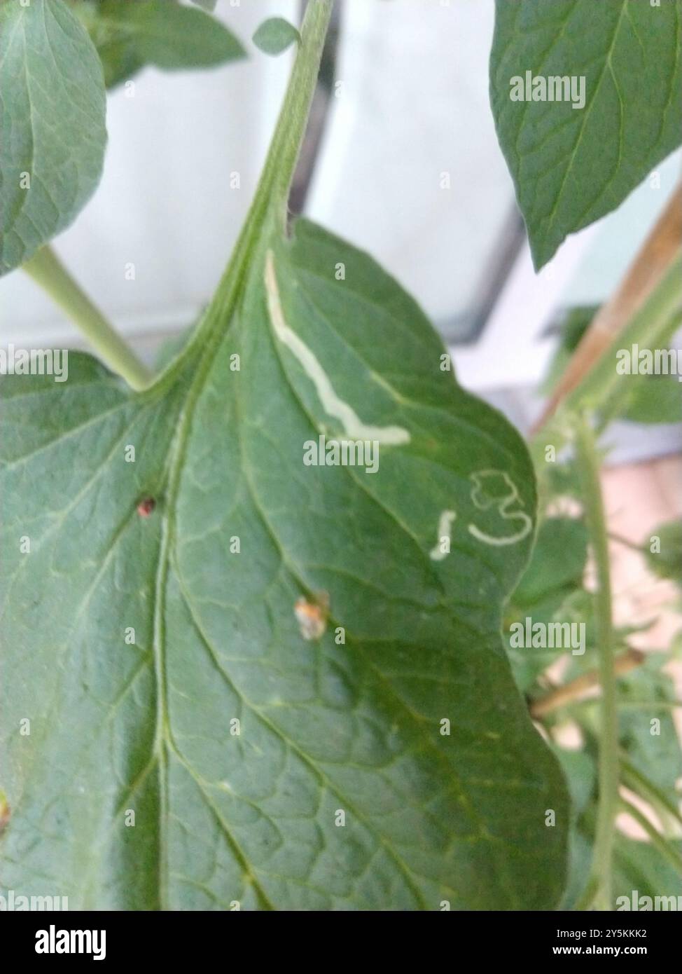 Tuta absoluta hi-res stock photography and images - Alamy