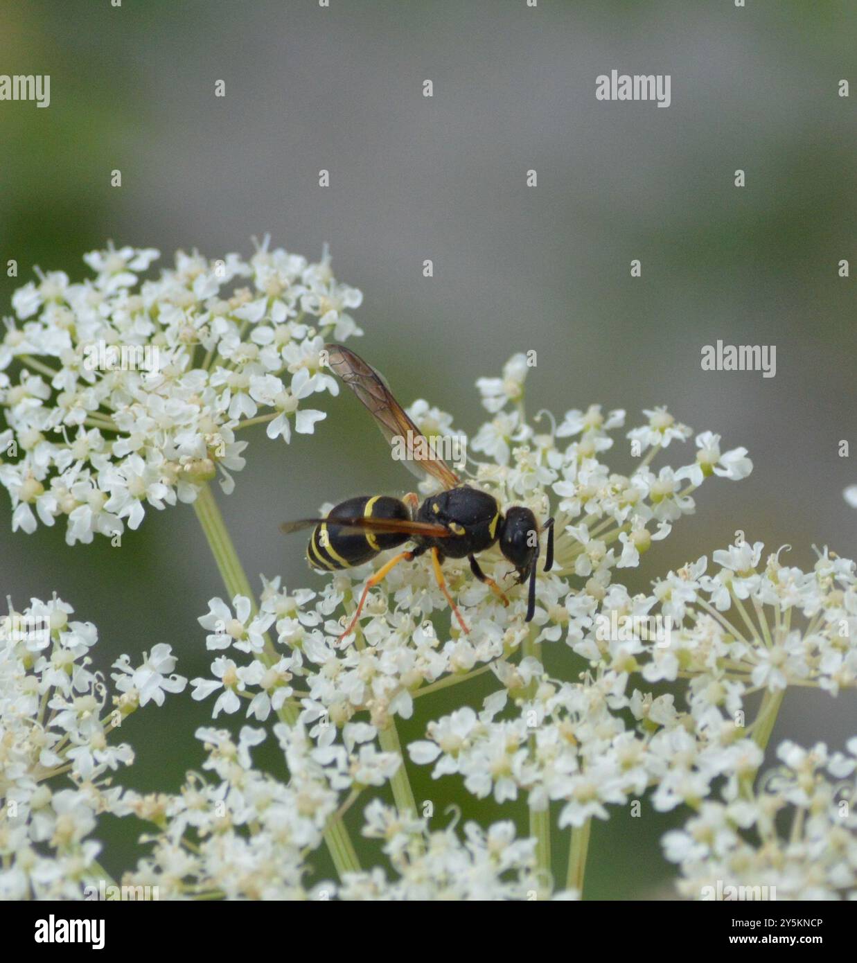 Potter and Mason Wasps (Eumeninae) Insecta Stock Photo - Alamy