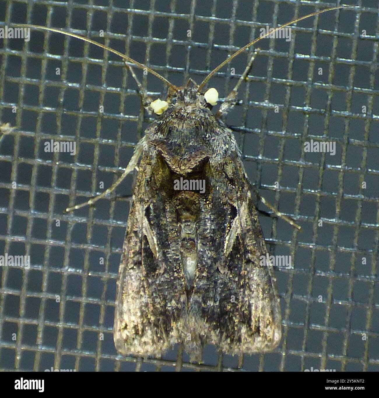 Lopper Insekt Sharp-stigma Looper Moth (Ctenoplusia oxygramma) Insecta Stock Photo ...