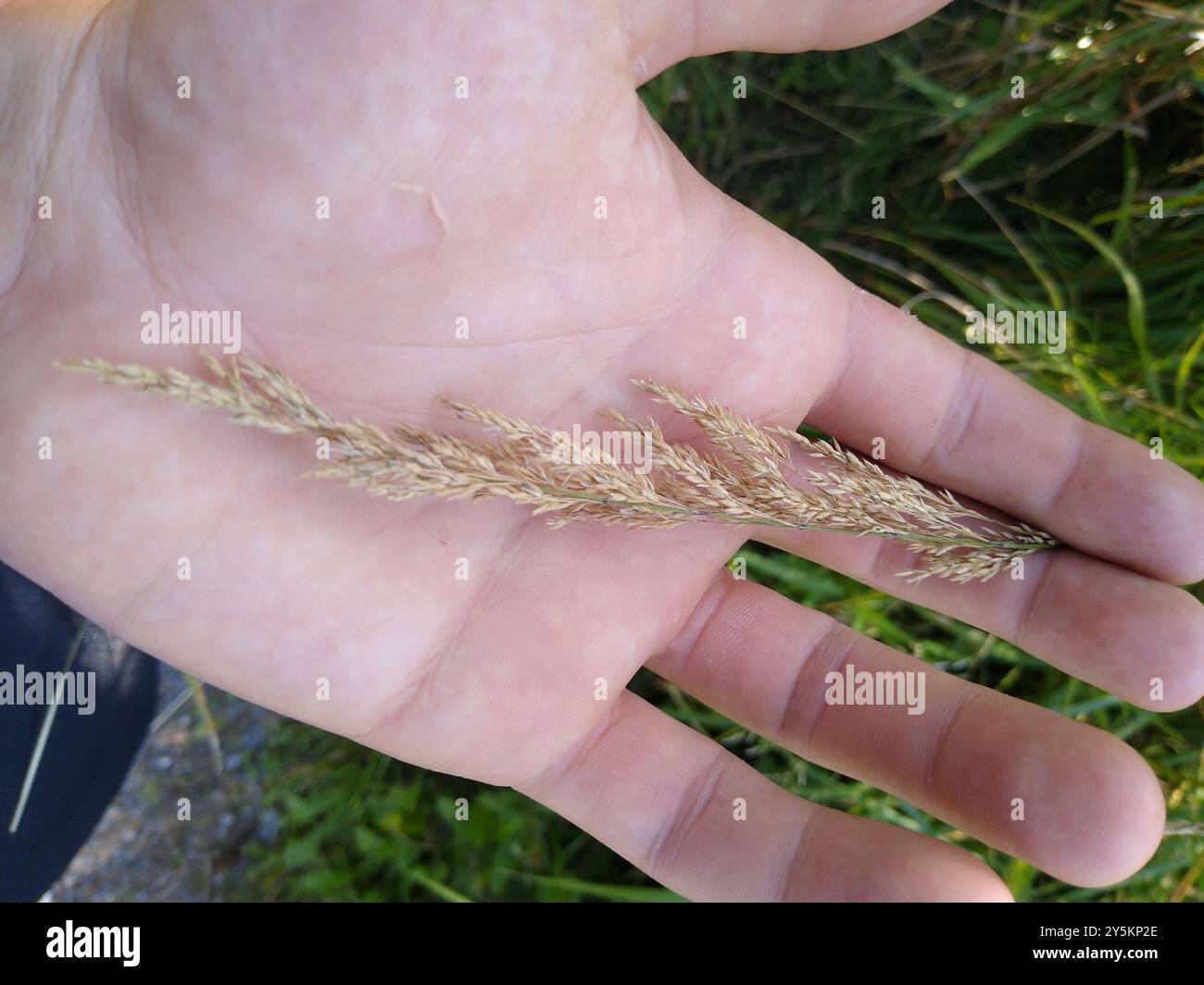 canadian bluejoint (Calamagrostis canadensis) Plantae Stock Photo - Alamy