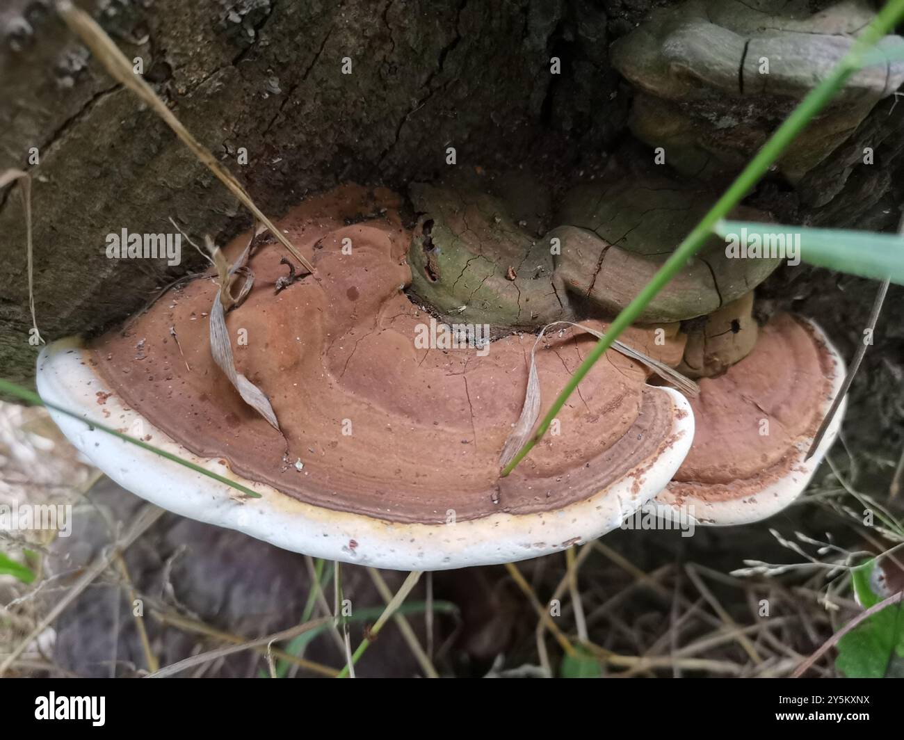 artist's bracket (Ganoderma applanatum) Fungi Stock Photo - Alamy