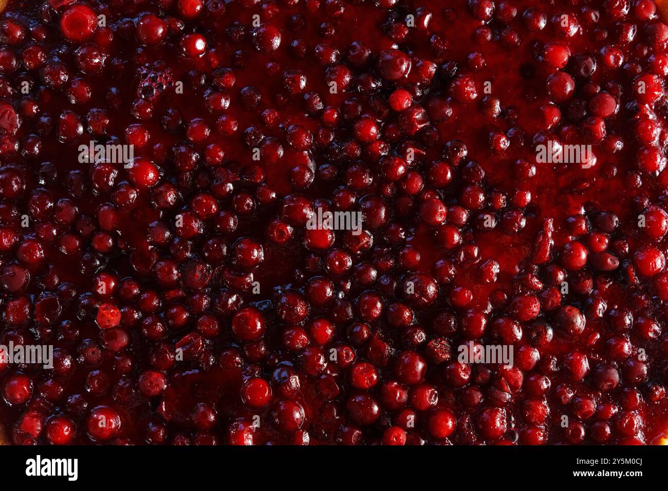 A sea of ripe cranberries sparkles as the sunlight dances on their surfaces. This plentiful harvest captures the essence of autumn in a picturesque or Stock Photo