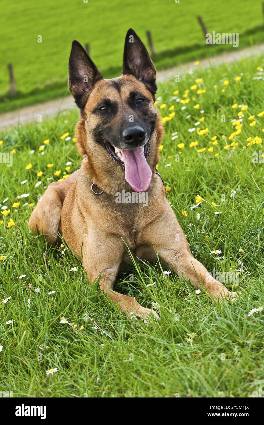 Malinois portrait Stock Photo