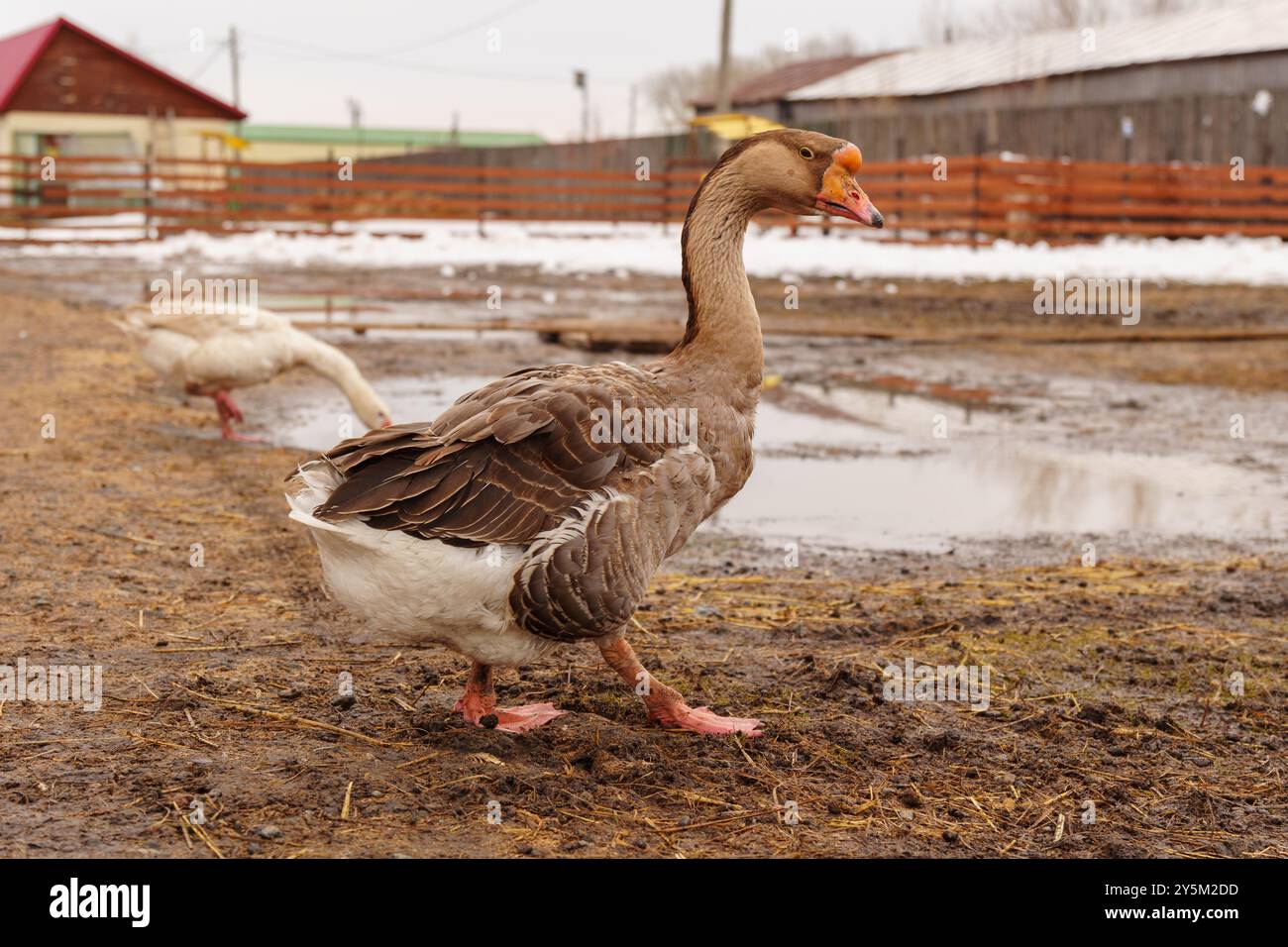 Geese Setting Geese standing proudly on top of a muddy field in a rural farm setting ...