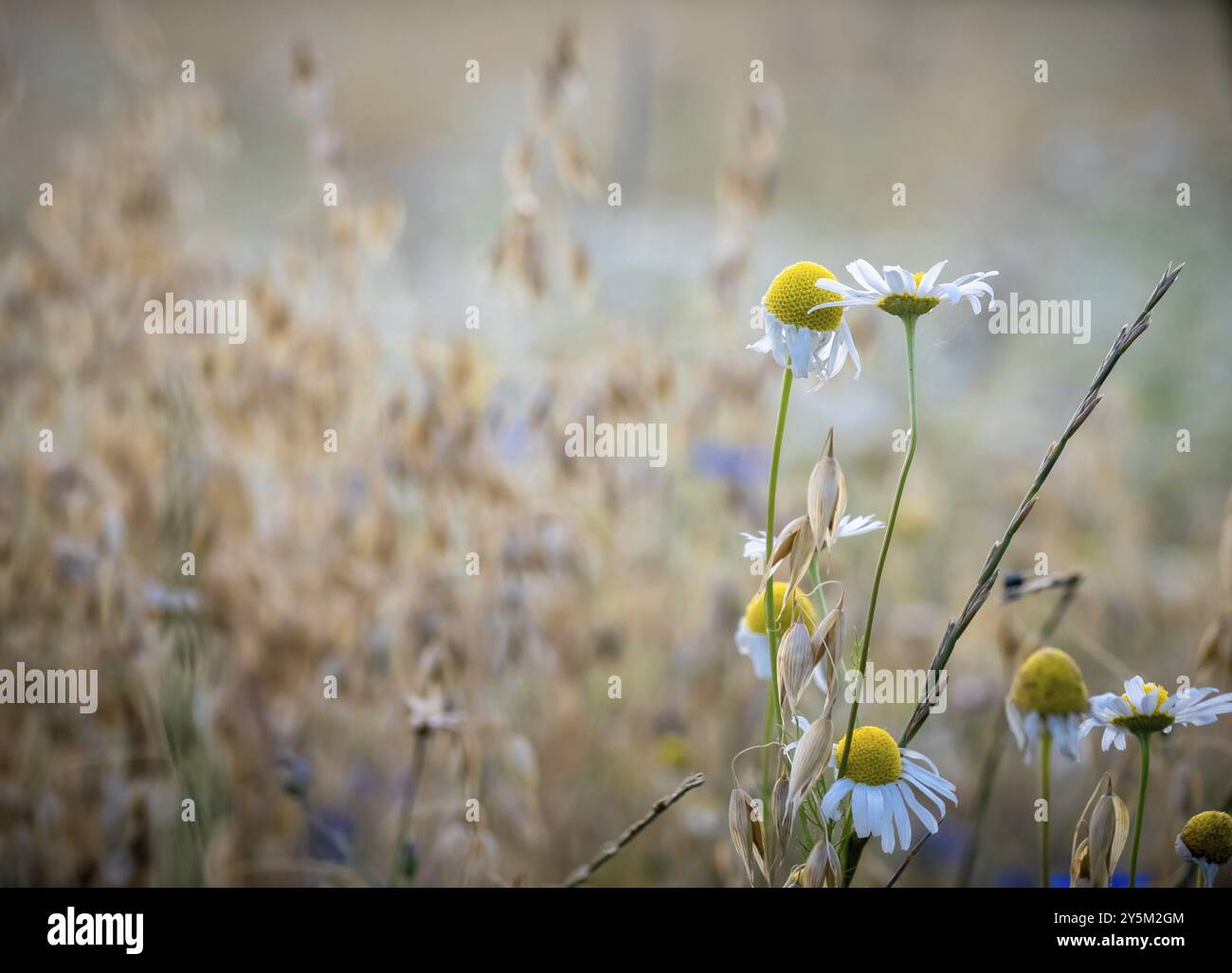 Chamomile in field wildflowers hi-res stock photography and images - Alamy