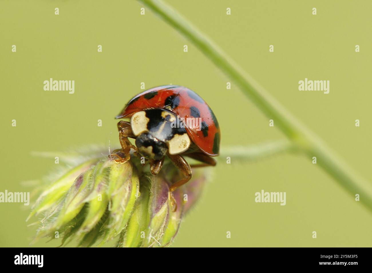 Prominent Beetles Hi res Stock Photography And Images Alamy prominent-beetles-hi-res-stock-photography-and-images-alamy