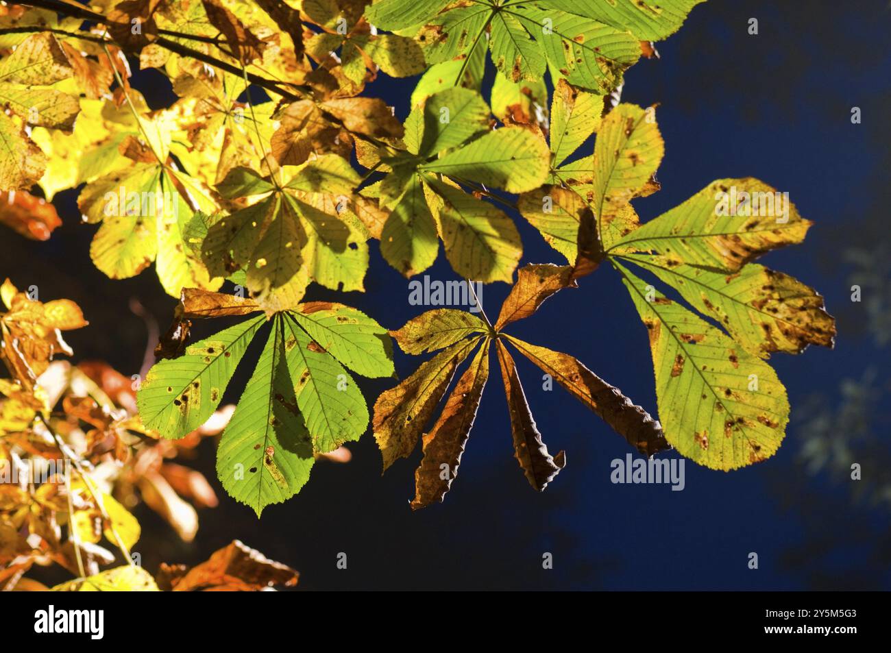 Backlit chestnut tree hi-res stock photography and images - Alamy