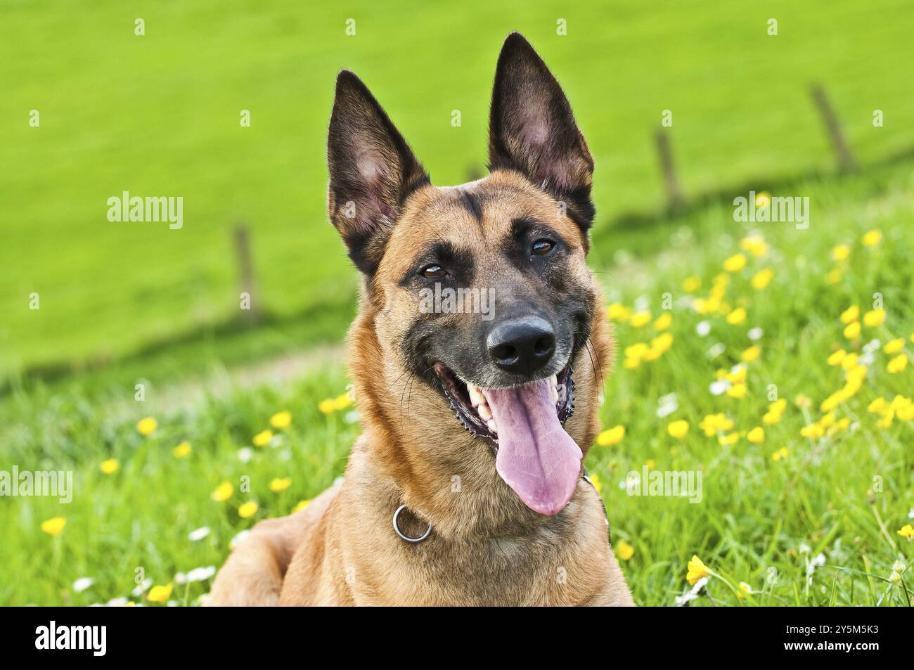 Malinois portrait Stock Photo