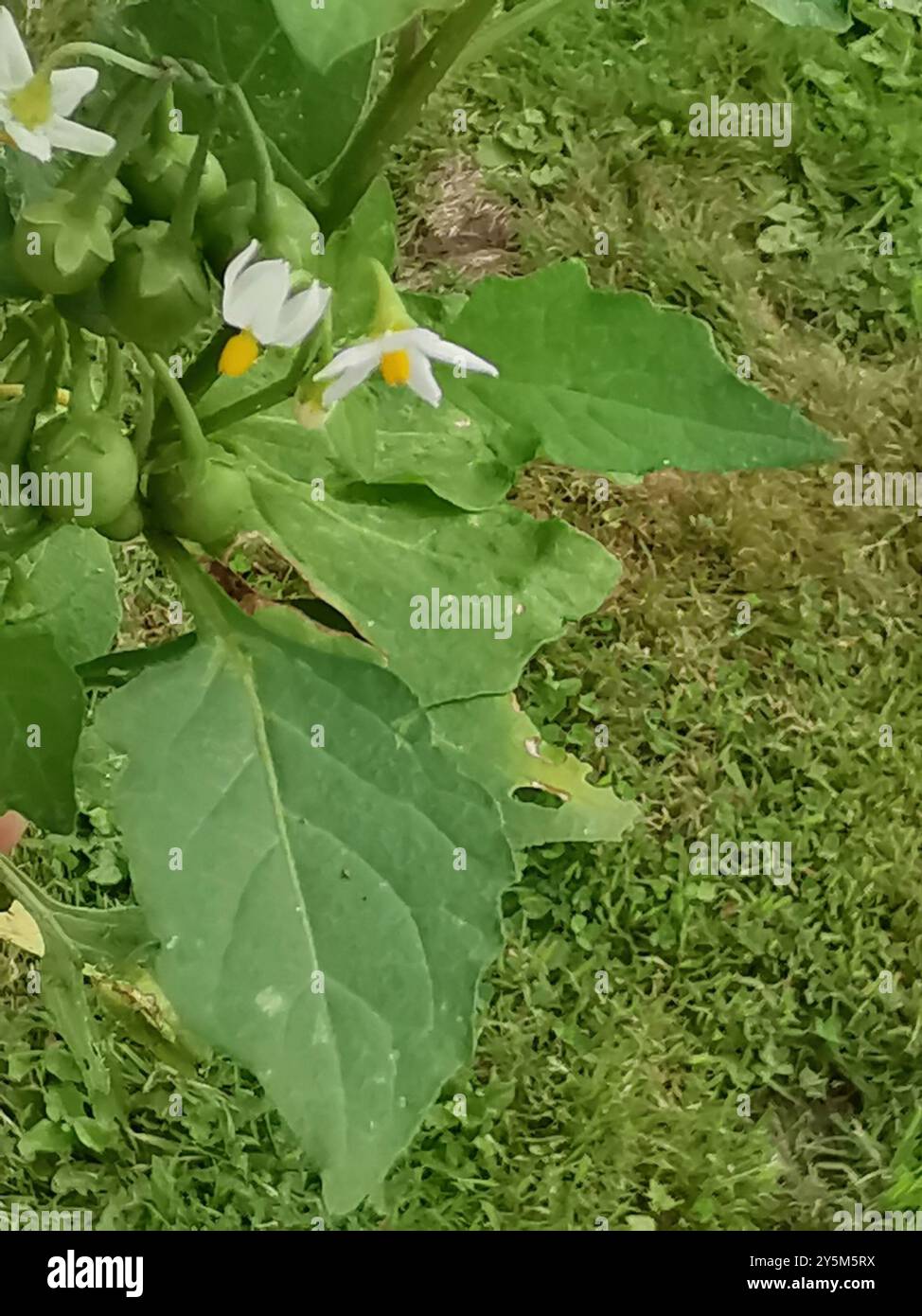 black nightshade (Solanum nigrum) Plantae Stock Photo - Alamy