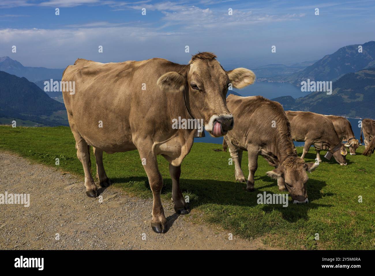 House cows grazing in the Swiss mountains Stock Photo - Alamy