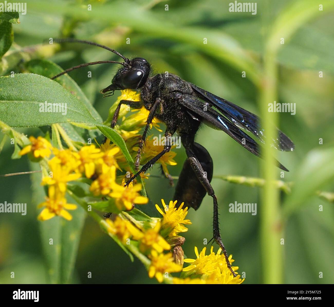Sphex Insect Great Black Digger Wasp (Sphex pensylvanicus) Insecta Stock Photo - Alamy