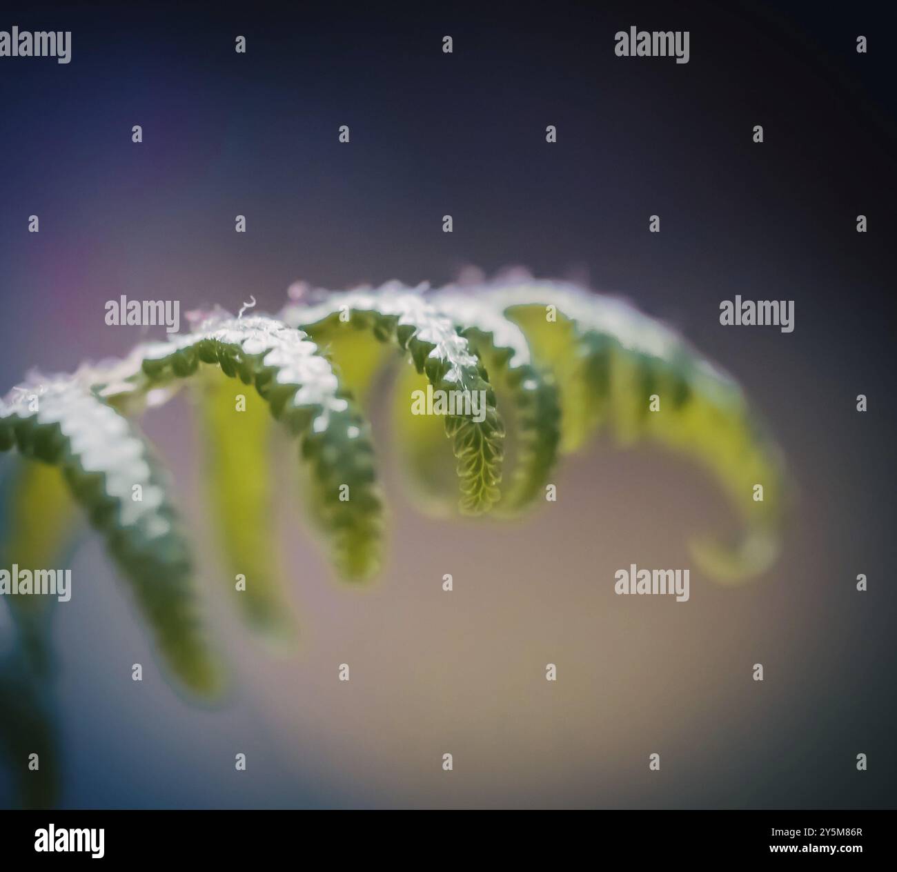 Ferns structure hi-res stock photography and images - Alamy
