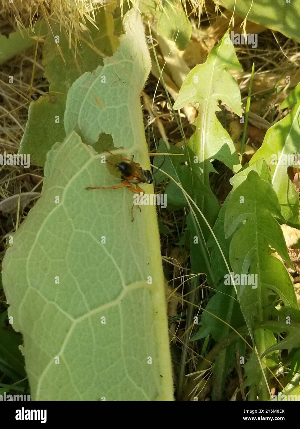 Great Golden Digger Wasp (Sphex ichneumoneus) Insecta Stock Photo - Alamy
