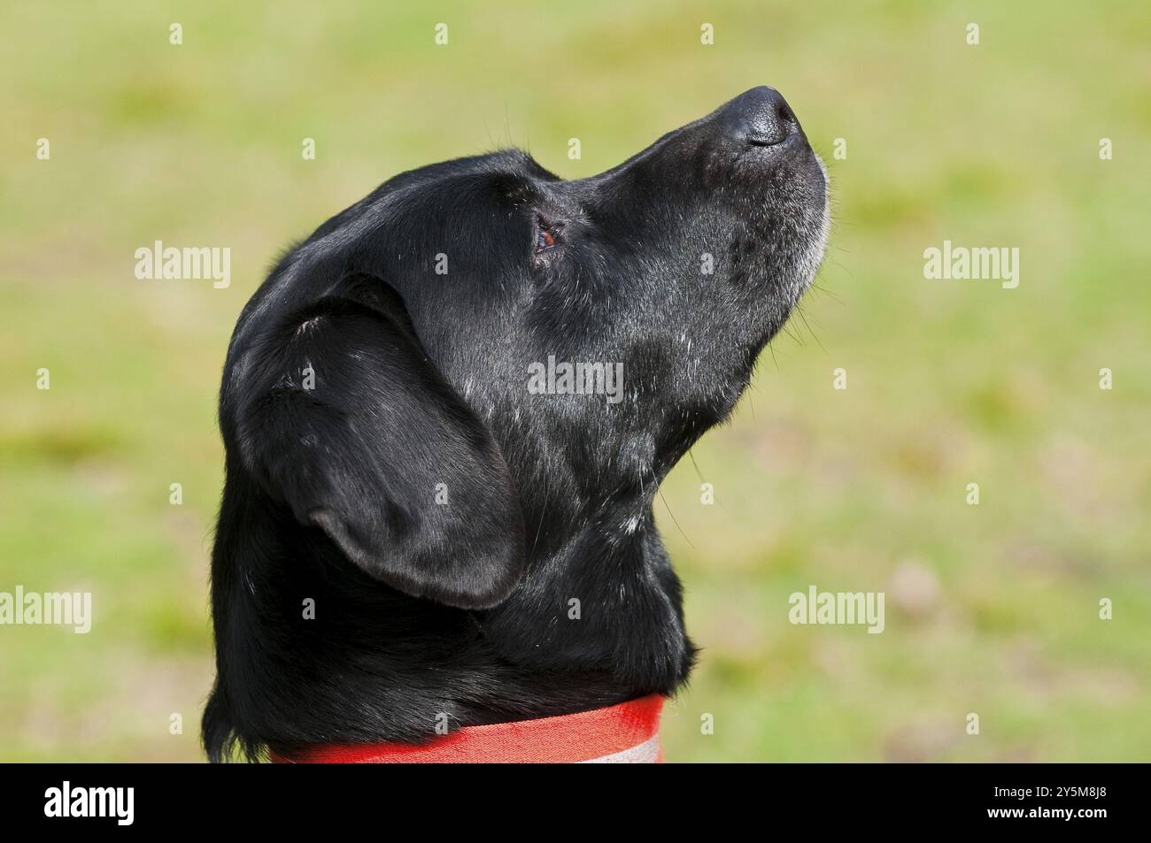 Black dog looks up attentively Stock Photo
