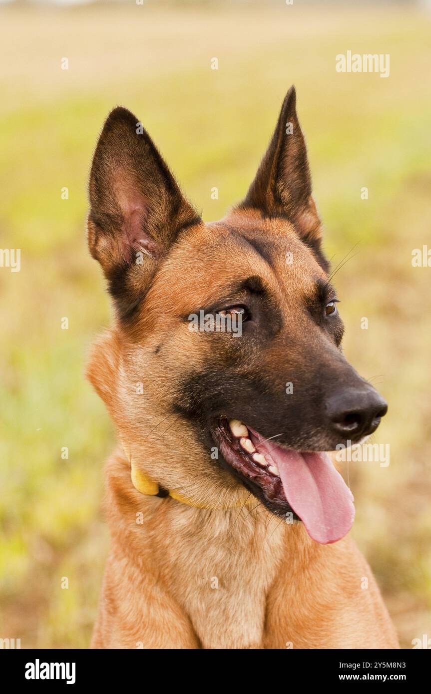 Malinois portrait in front of a green background Stock Photo