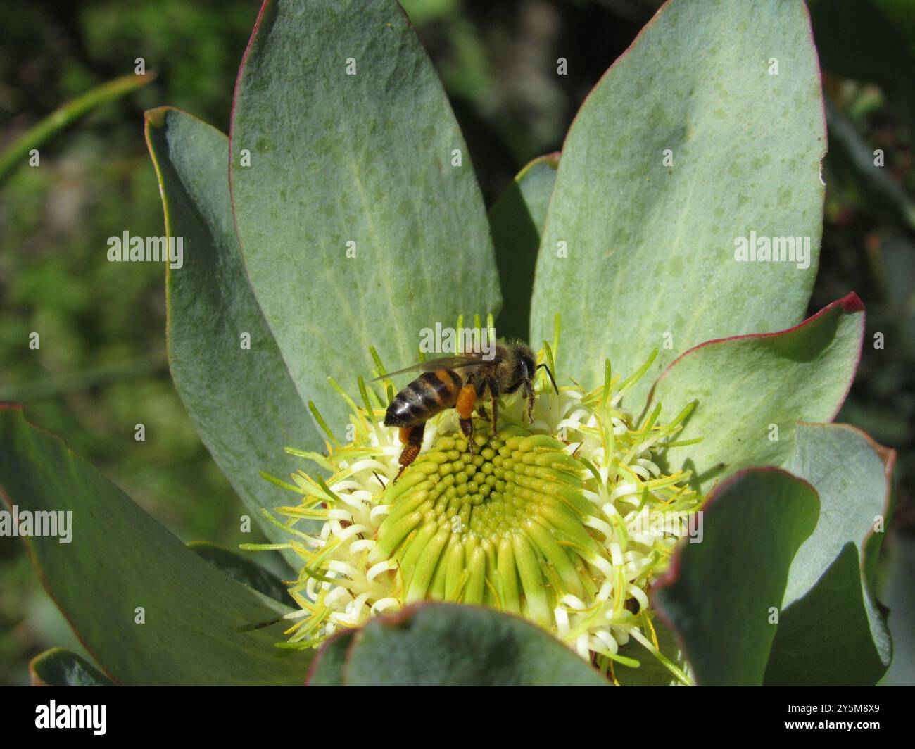 Cape Honey Bee (Apis mellifera capensis) Insecta Stock Photo - Alamy