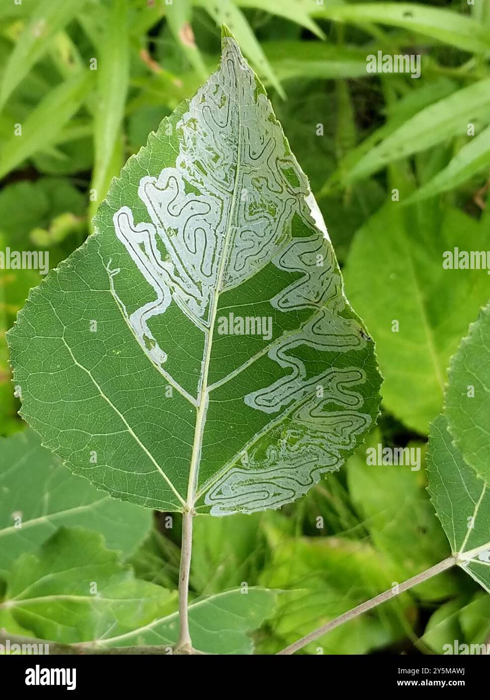 Aspen Serpentine Leafminer Moth (Phyllocnistis populiella) Insecta ...
