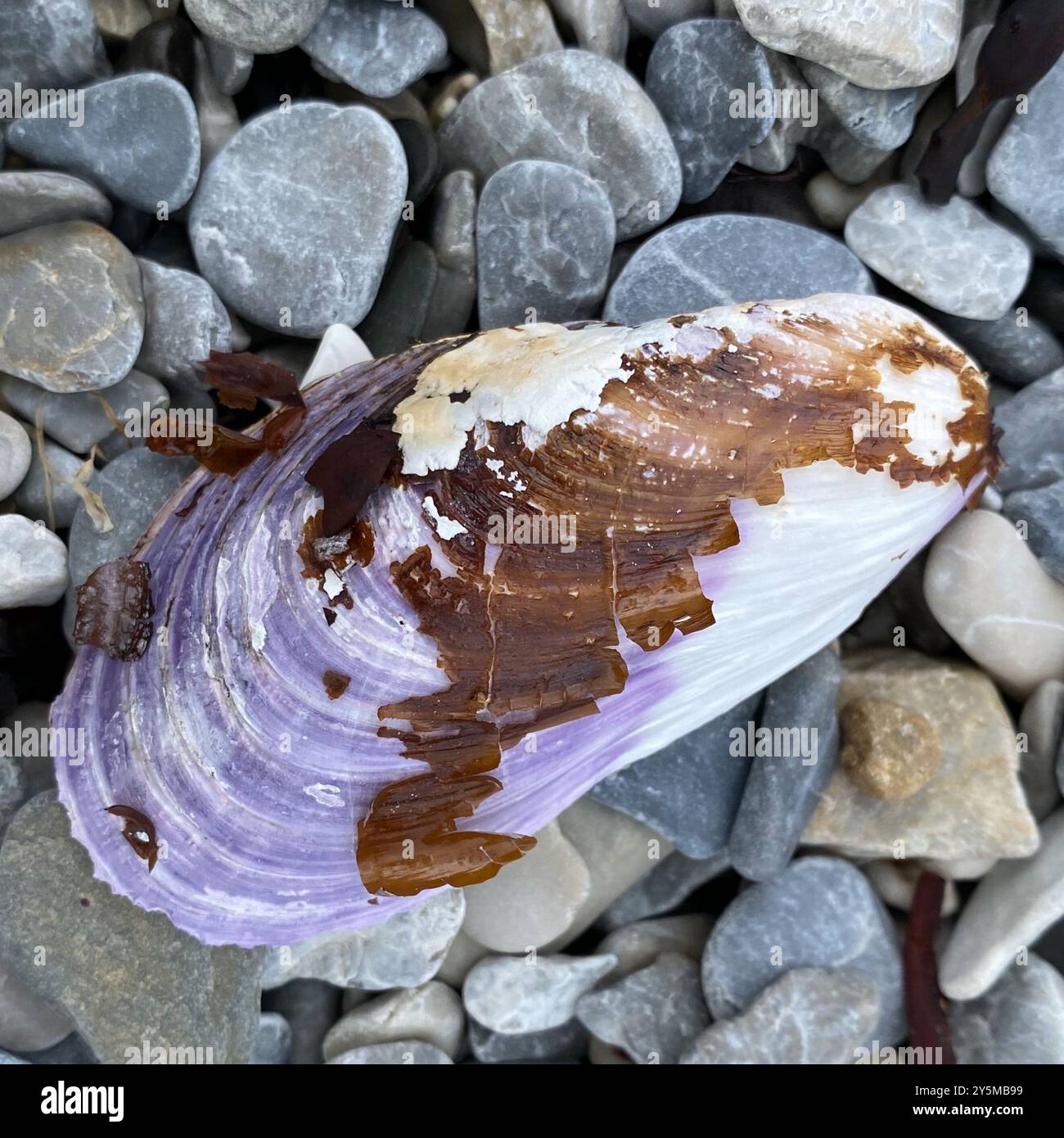 Northern Horsemussel (Modiolus modiolus) Mollusca Stock Photo