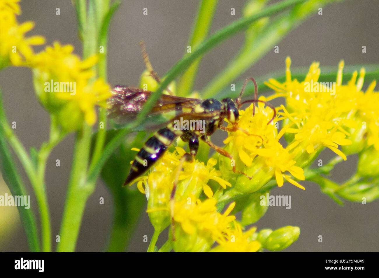 (Ceratogastra ornata) Insecta Stock Photo - Alamy