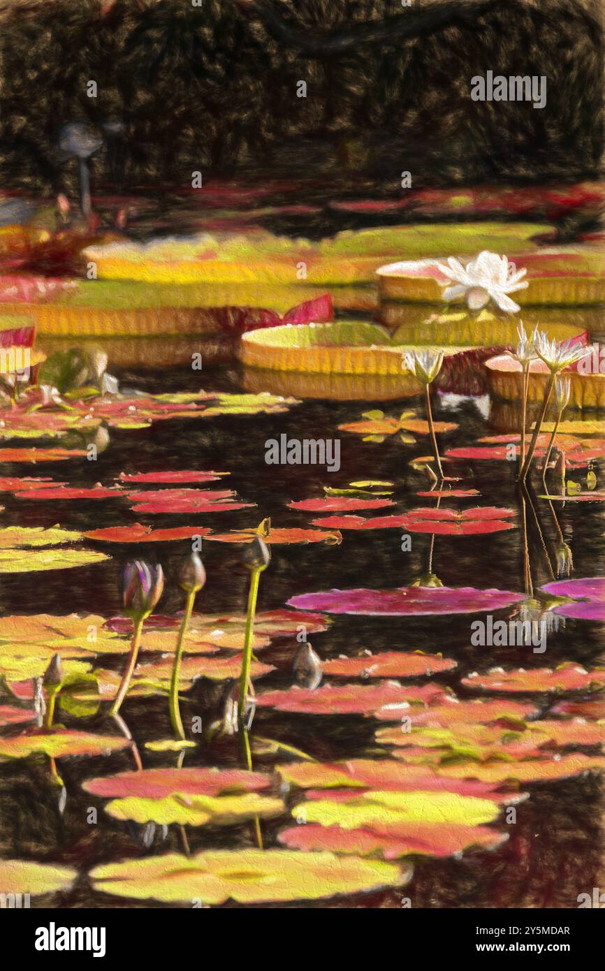 Tranquil pond with large lily pads, blooming white and purple flowers, showcasing natural beauty and serene aquatic scenery in a lush, green environme Stock Photo